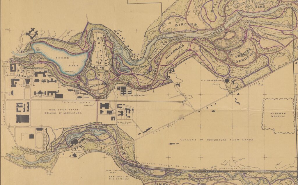 Extract from 1938 Arboretum Master Plan, N.M. Wells, National Park Service. Map showing proposed roads, paths, and plantings close to campus and Forest Home.